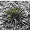 World Plants Yucca angustifolia 10-25cm | Narrowleaf Yucca | Slimleaf Yucca - - Yucca a fogl