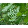N/A Quercus frainetto - farnetto (Alveolo forestale) - 5-15cm