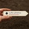 World Plants Luffa cylindrica | Loofah, Sponge Gourd | 10000 SEEDS - - SEMI Luffa | Zucca sp