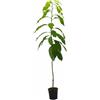 N/A Persea americana - avocado (Vaso quadro) - 100-150cm