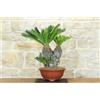 Pollice Verde Bonsai Cycas Revoluta (22)