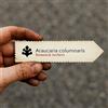 World Plants Araucaria columnaris | Coral Reef Araucaria Cook Pine | 1000 SEEDS - - SEMI Pin