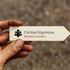 World Plants Carissa bispinosa | Forest Num-Num | 1000 SEEDS - - SEMI Prugna del Natal | Car
