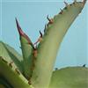 N/A Agave titanota - agave (Vaso quadro 9x9x10 cm) - -cm