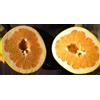 N/A Citrus maxima - Pomelo rosa (Fitocella) - 120-130cm
