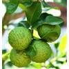 N/A Citrus × bergamia 80-120cm | Bergamot orange | Bergamot - - Bergamotto | Aranci