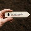 World Plants Carissa carandas | Karanda | 100 SEEDS - - SEMI Caranda | Prugna carandas