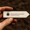 World Plants Araucaria luxurians | Coast Araucaria Lush Araucaria | 100 SEEDS - - SEMI Arauc