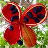 N/A Firmiana simplex 80-110cm | Chinese parasol tree | Varnish tree - - Albero para