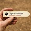 World Plants Agave colorata | Banded Agave | 10000 SEEDS - - SEMI Agave a bande | Agave mesc