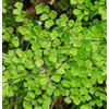 World Plants Adiantum aethiopicum | 100 SEEDS - - SEMI Capelvenere | Felce di delta