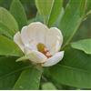 Botanical Archive Magnolia virginiana 10-40cm | Sweetbay magnolia | Swamp magnolia - - Magnolia p