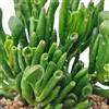 N/A Crassula ovata cv. "Gollum" - Orecchio di Shrek (Vaso quadro 7x7x8 cm) - 10-15cm