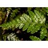 N/A Rumohra adiantiformis 5-10cm | Leatherleaf fern | Iron fern - - Felce cuoio | F