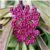 N/A Hoya wayetii 10-40cm | Hoya wayetii | Wax plant - - Pianta di cera | Hoya wayet