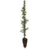 N/A Juniperus communis - ginepro (Alveolo Forestale) - 40-60cm
