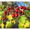 N/A Crataegus monogyna 90-120cm | Hawthorn | Single-seed hawthorn - - Biancospino |