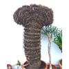 N/A Cycas revoluta FEMALE 20cm | Sago palm | King sago - - Palma di sago | Cicas