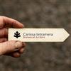 World Plants Carissa tetramera | Sand Numnum | 10000 SEEDS - - SEMI Prugna del Natal | Sand