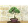 Pollice Verde Bonsai di Rosmarino (61)