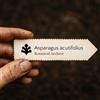 N/A Asparagus acutifolius | Sharp Leaved Asparagus | 100 SEEDS - - SEMI Asparago se