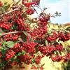 N/A Cotoneaster lacteus - cotognastro latteo (Vaso 18 cm) - 100-130cm