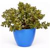 N/A Crassula ovata 8-10cm | Jade plant | Money tree - - Albero di giada | Pianta de