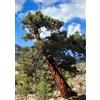 N/A Calocedrus decurrens 90-130cm | Incense cedar | California incense cedar - - Ce