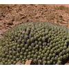 N/A Euphorbia resinifera 10cm Unrooted Cutting | Resin spurge - - Euforbia resinife