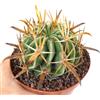 World Plants Ferocactus latispinus var. flavispinus 8-14cm diameter | Yellow-spined devil's t