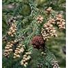 N/A Cryptomeria japonica 90-120cm | Japanese cedar | Sugi - - Cedro giapponese | Su