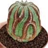 N/A Euphorbia obesa 4-6cm | Baseball plant | Basketball plant - - Pianta a palla |