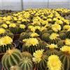 N/A Notocactus magnificus - (Vaso 18 cm) - cm