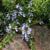 N/A Rosmarinus officinalis semi prostratus cv. "Super blu" - rosmarino semi prostrat