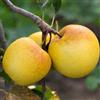 N/A Malus domestica ETNA VULCANO (Sicilian cultivar) 80-130cm | Apple tree - - Melo