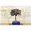 Pollice Verde Bonsai di Prunus Pissardii (28)