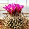 N/A Gymnocactus mandragora 100 SEEDS - - SEMI Cactus mandragora | Cactus mandrake