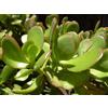 N/A Crassula ovata - albero di Giada (Pianta in seminiera) - 10-30cm