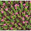 N/A Crassula cv Bride's Bouquet 10 Plants | Jade plant | Money tree - - Pianta di g