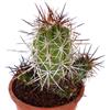 N/A Copiapoa pepiniana 100 SEEDS - - SEMI Cactus pepino | Copiapoa pepiniana