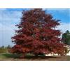 N/A Quercus rubra - quercia rossa (Alveolo forestale) - 40-60cm