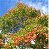 N/A Acer saccharinum 110-130cm | Silver maple | Soft maple - - Acero argentato | Ac