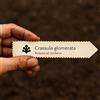 World Plants Crassula glomerata | 1000 SEEDS - - SEMI Crassula | Crassula glomerata