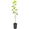 N/A Ginkgo biloba - albero della vita (Pianta in Vaso) - 60-100cm