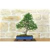 Pollice Verde Bonsai di Olmo Cinese (155)