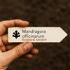 World Plants Mandragora officinarum | Mandrake | 100 SEEDS - - SEMI Mandragora | Mandragola