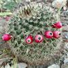 N/A Mammillaria johnstonii 10000 SEEDS - - SEMI Cactus puntaspilli | Cactus di John