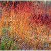 World Plants Cornus sanguinea 80-100cm | Common dogwood | Bloodtwig dogwood - - Corniolo san