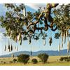 N/A Kigelia africana 80-120cm | Sausage tree | Cucumber tree - - Albero salsiccia |
