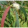 N/A Eucalyptus parvifolia 110-130cm | Small-leaved gum | Small-leaved eucalyptus -